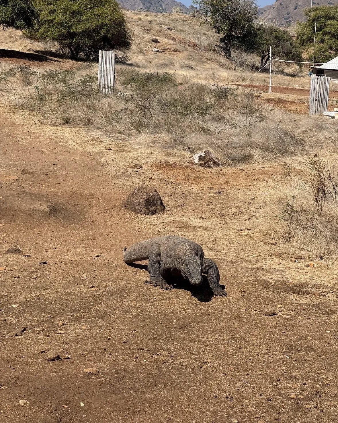 Exclusive Early Bird Komodo Tour: Beat the Crowds by Speed Boat