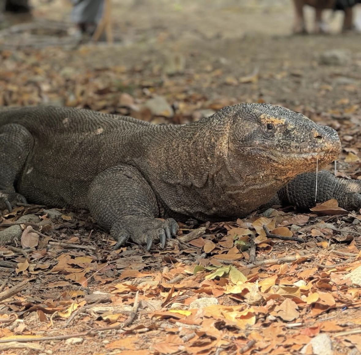 Full Day Komodo Tour With Hey Bali Info Visit 6 Spot